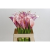 Zantedeschia Eydolls Purple White