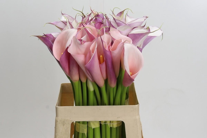 Zantedeschia Eydolls Purple White
