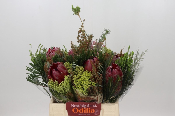 <h4>BQ Protea Sharon SFB</h4>