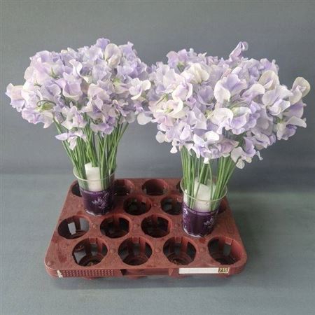 <h4>Lathyr Lavender Wedding</h4>