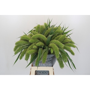Setaria Italica Volle Melk