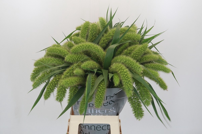 Setaria Italica Volle Melk