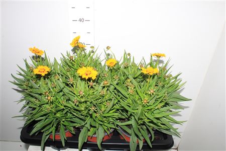 <h4>Core Grandiflora</h4>