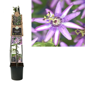 Passiflora 'Amethyst' +3.0 label