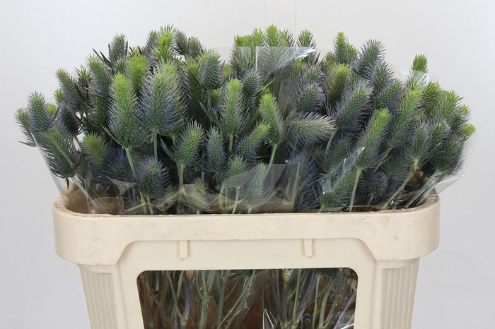 Eryngium Electric Dynamite