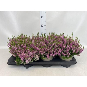 Calluna vulg. 'Beauty L Lianne'