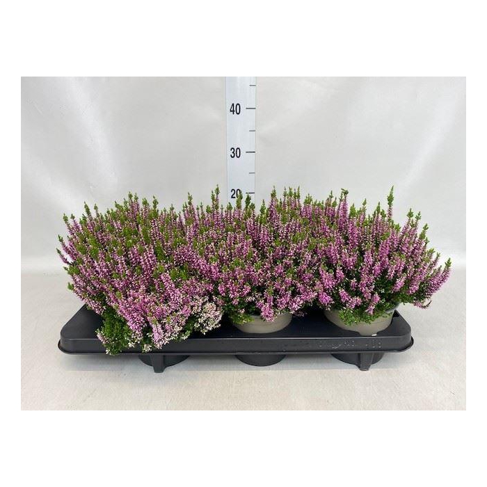 <h4>Calluna vulg. 'Beauty L Lianne'</h4>