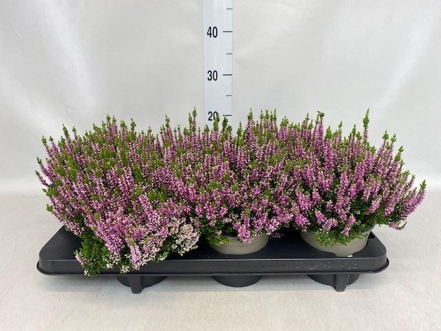 Calluna vulg. 'Beauty L Lianne'
