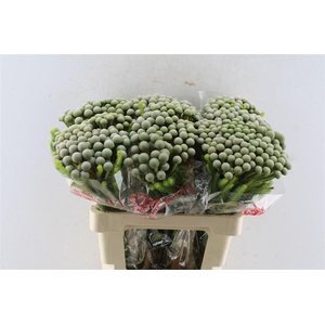 Kaaps Brunia Silver Moon