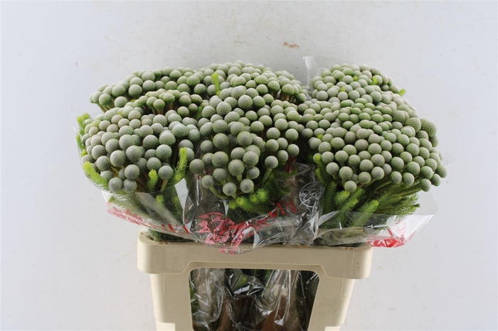 <h4>Kaaps Brunia Silver Moon</h4>