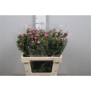 Phlox P Kiki