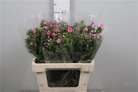 <h4>Phlox P Kiki</h4>