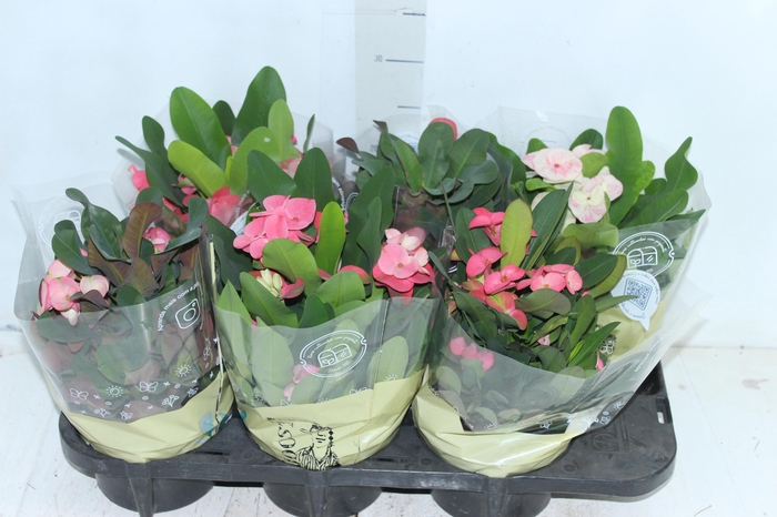 <h4>EUPHORBIA MILII P15</h4>