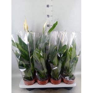 Spathiphyllum  'Sweet Chico'