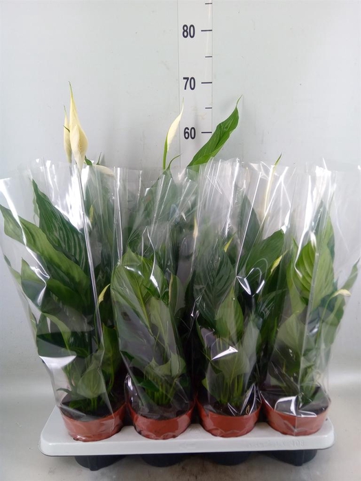 <h4>Spathiphyllum  'Sweet Chico'</h4>