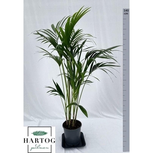 HOWEA FORSTERIANA