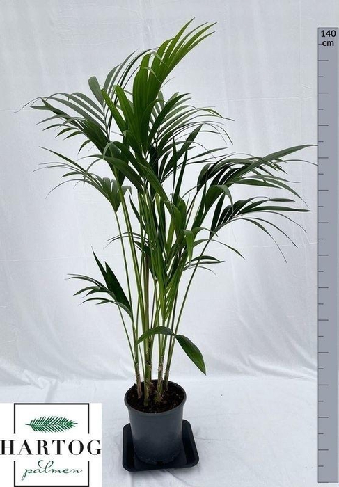 <h4>HOWEA FORSTERIANA</h4>