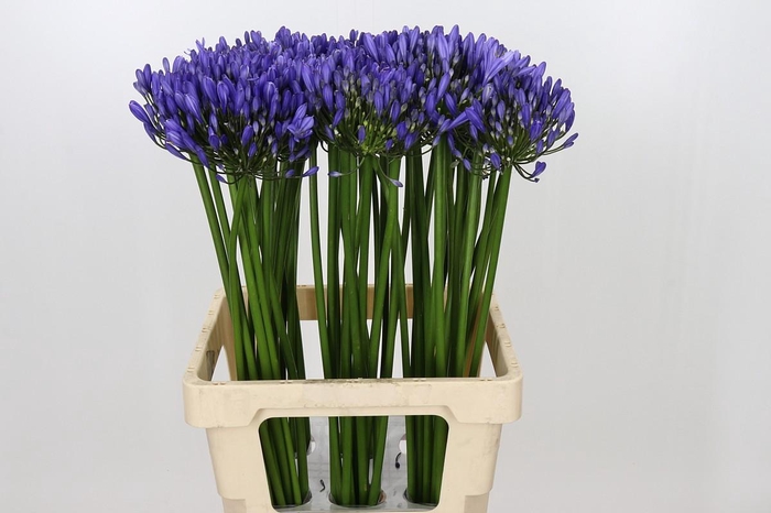 <h4>Agapanthus Uri</h4>
