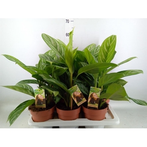 Aglaonema   ...