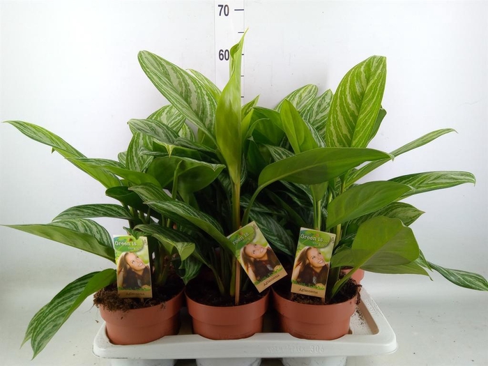 <h4>Aglaonema   ...</h4>