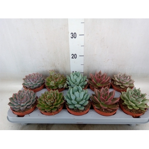 Echeveria   ...mix