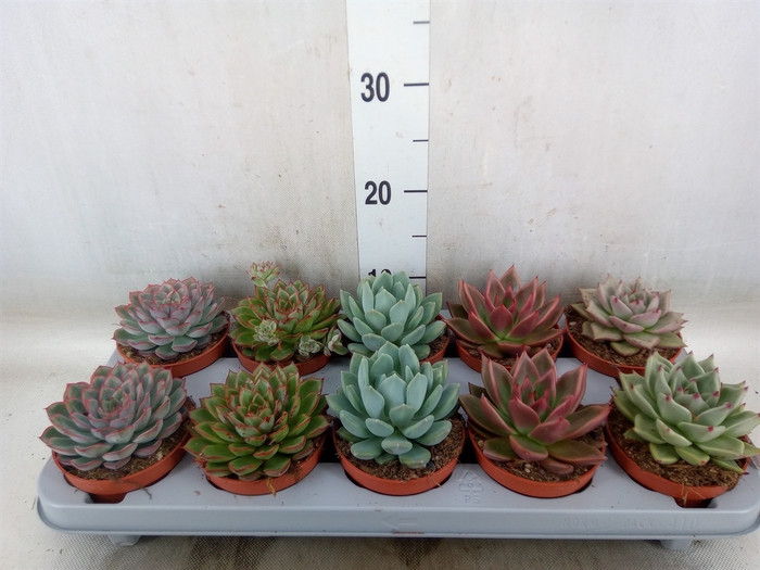 <h4>Echeveria   ...mix</h4>