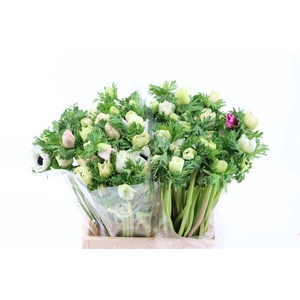 Anem Marianne Panda White