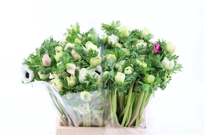 <h4>Anem Marianne Panda White</h4>