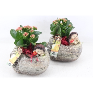arr2 JS - Ker. eikel liggend 338/6