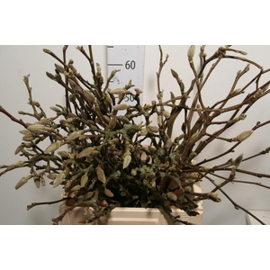 Magnolia Per Bos Super