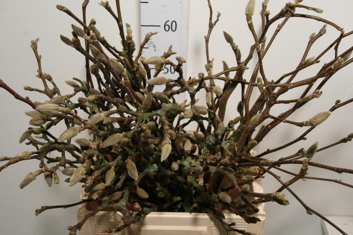 <h4>Magnolia Per Bos Super</h4>