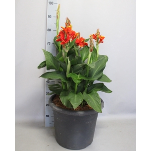 Canna generalis Cannova Groenblad 40cm diverse kleuren