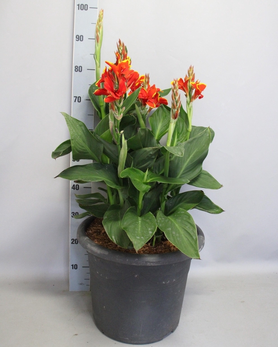 <h4>Canna generalis Cannova Groenblad 40cm diverse kleuren</h4>
