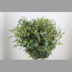 Euca Parvifolia 300gr P Bunch