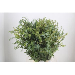 Euca Parvifolia 300gr P Bunch