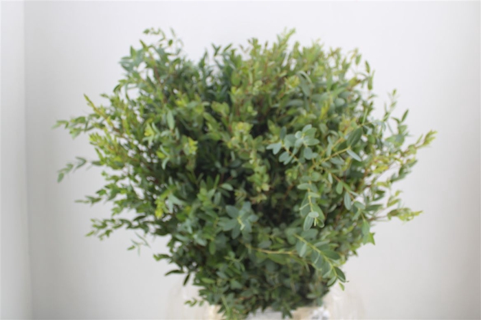 <h4>Euca Parvifolia 300gr P Bunch</h4>