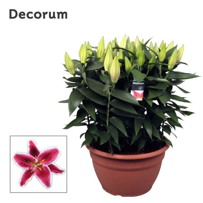 <h4>Lilium Or Pink XL 15pp</h4>