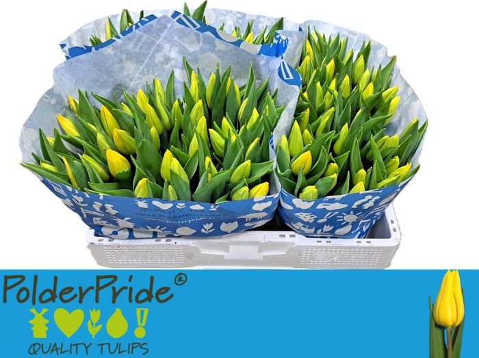 <h4>TU EN STRONG GOLD</h4>