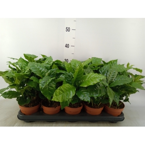 Coffea arabica