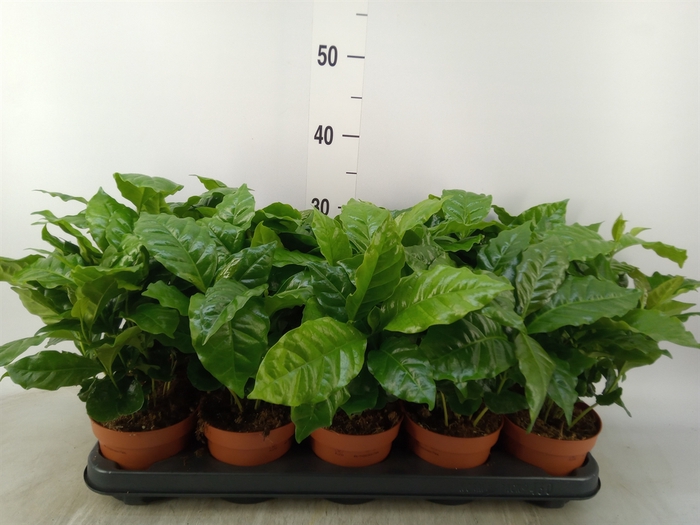 <h4>Coffea arabica</h4>