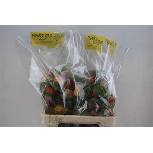 Papaver Mixed Extra P Stem