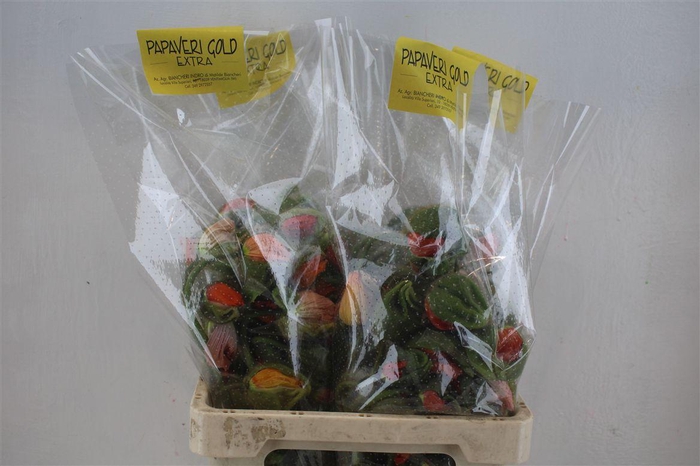 <h4>Papaver Mixed Extra P Stem</h4>