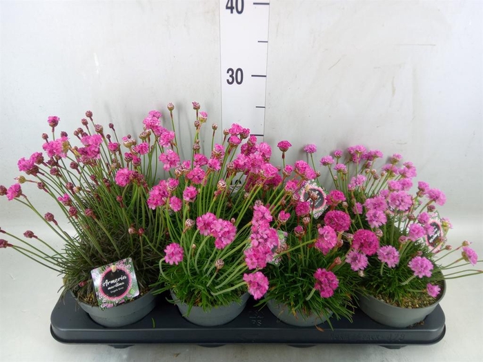 <h4>Armeria   ...</h4>