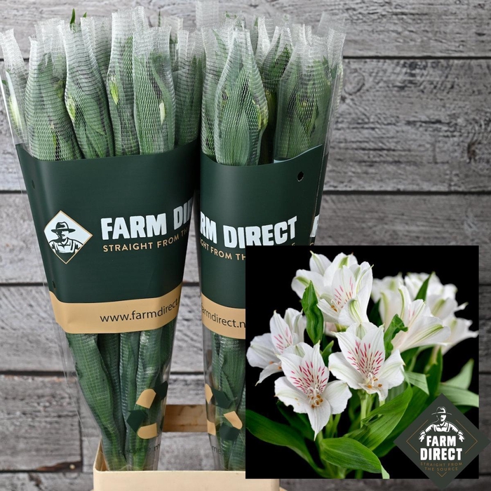 <h4>ALSTRO WINTERFELL 70GR</h4>