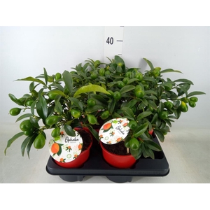 Fortunella margarita