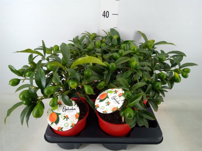 <h4>Fortunella margarita</h4>