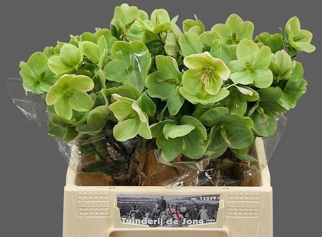 <h4>HELL FRK MOONDANCE</h4>