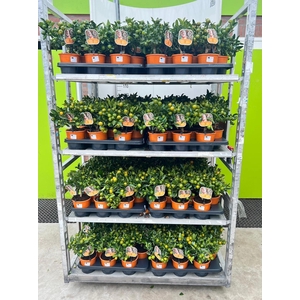 Citrus Calamondin medium-stem (s2)