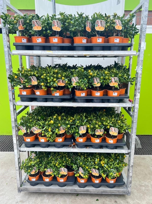 <h4>Citrus Calamondin medium-stem (s2)</h4>