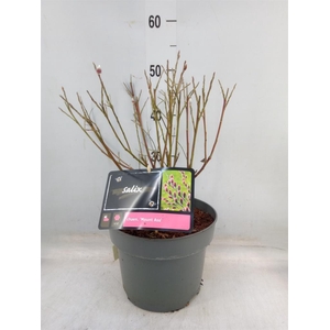 Salix gracilistyla 'Mt. Aso'